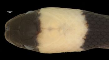 Media type: image;   Herpetology R-182216